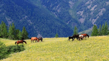 Фотография к новости: Жамбыл облысында жайылымдық жердің жайы қайта зерделеуді қажет етеді