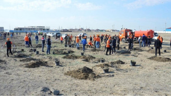 Фотография к новости: Атырауда сенбілік аясында екі мың көшет егілді