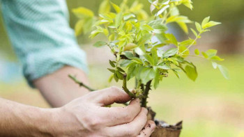 Фотография к новости: Солтүстік Қазақстанда 700 гектар алқапқа көшет отырғызылмақ