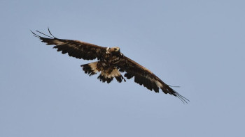 Фотография к новости: Алматы облысындағы бүркіттер есепке алынды