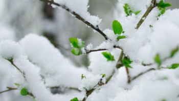 Фотография к новости: Ақмола облысында қар жауды
