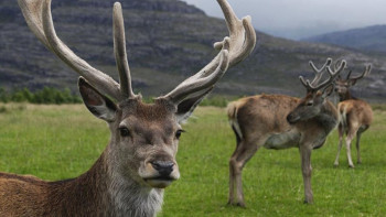 Фотография к новости: Марал және омарта шаруашылықтарында асылдандыру жұмыстары жүргізілуде
