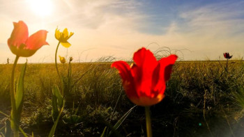 Фотография к новости: Қызғалдақ фестивалі: 500 домбырашы күй ойнап, 100-ден астам палуан күреседі 