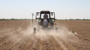 Фотография к новости: Түркістан облысында 35 мың гектарға мақта егілді