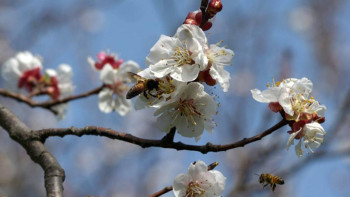 Фотография к новости: 7 мамырға арналған ауа райы болжамы