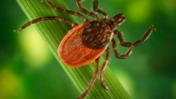 Фотография к новости: Шығыс Қазақстанда 600-ден астам адамды кене шақты