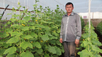 Фотография к новости: Қызылордалық мұғалім жылыжайды табыс көзіне айналдырған