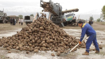Фотография к новости: Жамбыл облысында 9 мың гектарға қант қызылшасы егіледі