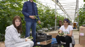 Фотография к новости: Тараздық кәсіпкер «Шарж» қиярымен шаруашылығын дөңгелетіп отыр 