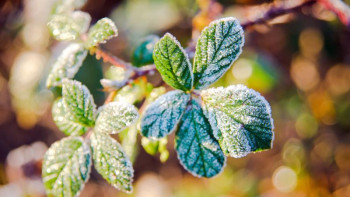 Фотография к новости: Алдағы күндері елордада -3 градусқа дейін суытады
