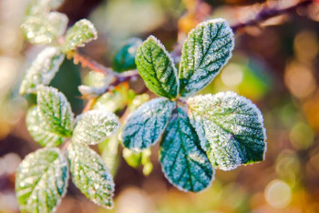 Фотография к новости: Алдағы күндері елордада -3 градусқа дейін суытады