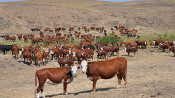 Фотография к новости: «Сыбағаңнан» құр қалма, кәсіпкер!