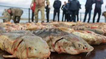 Фотография к новости: Маңғыстау облысында 127 келі бекіре балығын сақтаған адам ұсталды 