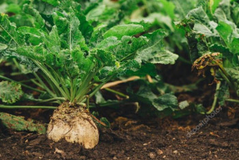 Фотография к новости: Биыл Жамбыл облысында 9 мың гектарға қант қызылшасы себіледі 