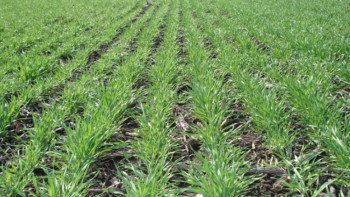 Фотография к новости: Солтүстiк Қазақстанда 15 мың гектар аумаққа соя егiледi