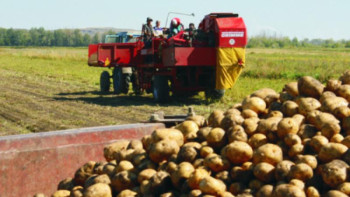 Фотография к новости: ﻿Жамбылдық диқандар картоптың жаңа сұрпын жерсіндіруде 