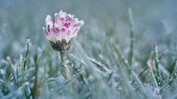 Фотография к новости: Қостанай облысында 3 градусқа дейін күн суытады