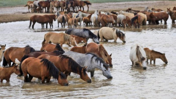 Фотография к новости: Қостанай облысында 2,5 мың жылқының қозғалысы GPS жүйесімен бақыланады