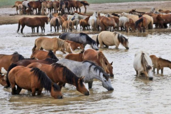 Фотография к новости: Қостанай облысында 2,5 мың жылқының қозғалысы GPS жүйесімен бақыланады