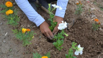 Фотография к новости: Ясауи кесенесі аумағында 3 мың гүл егілді