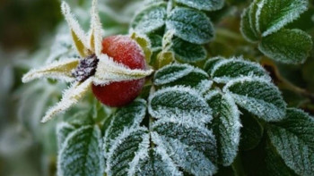 Фотография к новости: Солтүстікте үсік жүреді