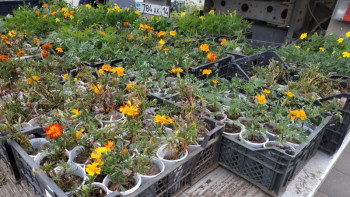 Фотография к новости: Павлодарда жағалау мен гүлзарлар сәндік өсімдіктермен безендіріледі 