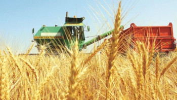 Фотография к новости: Түркістан облысында бидай алқабы ұлғаяды