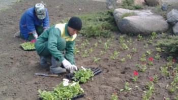 Фотография к новости: Қарағандыда 800 мың  түп гүл отырғызылады 
