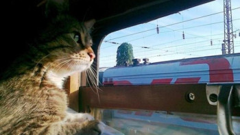 Фотография к новости: Теміржолда үй жануарларын тасымалдауға бола ма?