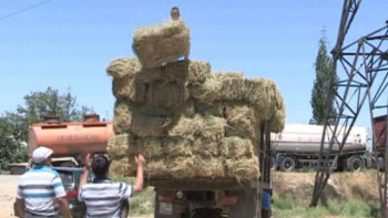 Фотография к новости: Депутат мал азығын арттырудың маңызын түсіндірді