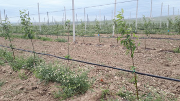 Фотография к новости: Түркістан облысындағы «Қазығұрт бақтарына» 270 мың алма көшеті отырғызылды