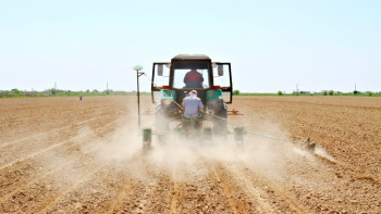 Фотография к новости: ﻿Мақтааралда 38 мың гектарға мақта егілді