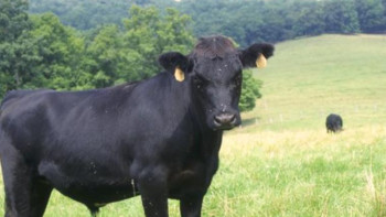 Фотография к новости: Павлодар облысына асыл тұқымды ірі қара мал әкелінді 