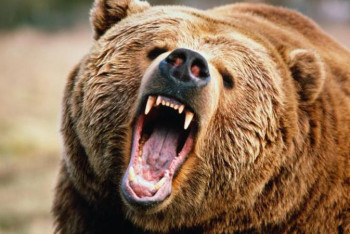 Фотография к новости: Балалардың ойын алаңына кіріп кеткен аю атып өлтірілді