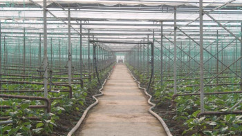 Фотография к новости: Шымкенттің агроиндустриалдық аймағында 30-ға жуық жоба жүзеге асады 