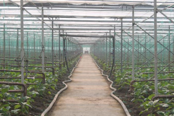 Фотография к новости: Шымкенттің агроиндустриалдық аймағында 30-ға жуық жоба жүзеге асады 