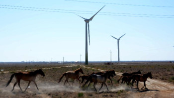Фотография к новости: Маңғыстау өңірінде төрт түлік саны өскен