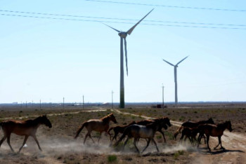 Фотография к новости: Маңғыстау өңірінде төрт түлік саны өскен