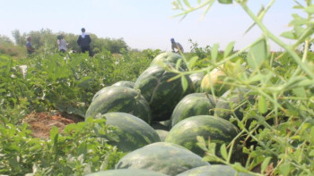 Фотография к новости: ﻿Жетісайлық алғашқы қарбыздар экспортқа шығарылды