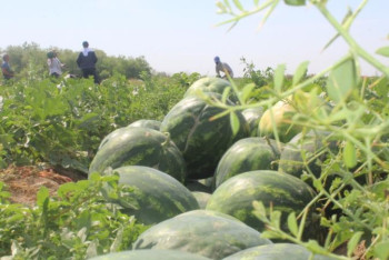 Фотография к новости: ﻿Жетісайлық алғашқы қарбыздар экспортқа шығарылды