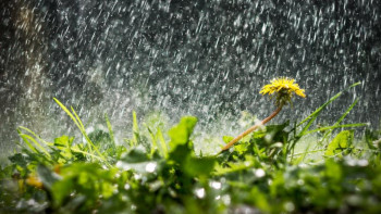 Фотография к новости: Жаздың алғашқы күндері еліміздің көптеген облысында өткінші жаңбыр жауады 