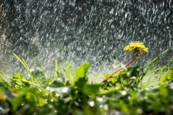 Фотография к новости: Жаздың алғашқы күндері еліміздің көптеген облысында өткінші жаңбыр жауады 
