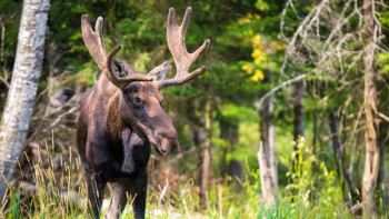 Фотография к новости: Семейде колледждің ғимаратына бұлан кіріп кетті