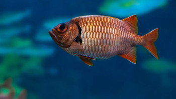 Фотография к новости: Жайық өзеніндегі балықтардың қырылу себебі анықталды 