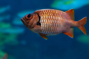 Фотография к новости: Жайық өзеніндегі балықтардың қырылу себебі анықталды 