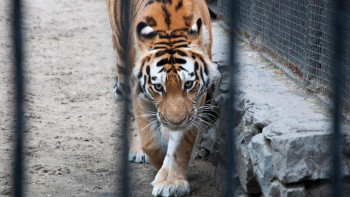 Фотография к новости: Жолбарысты жуындырмақ болған зообақ жұмысшысы қолынан айырылды