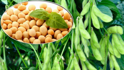 СҚО-да 20 мың гектар жерге соя егілді