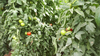 Фотография к новости: Сарыағаш ауданында 635 гектар жылыжай бар