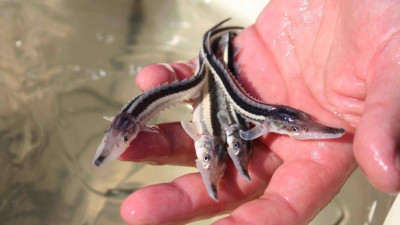 Бекіре тұқымдастарға «төлқұжат» беріледі