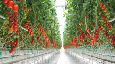 Түркиялық компания Екібастұзда жылыжай салуға ниетті